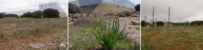 montaje gamonitas 1