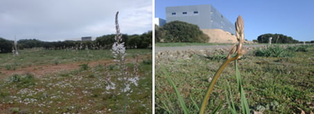 montaje gamonitas 2