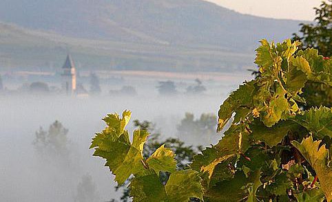 vino_tokaj_1