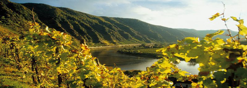 Lee más sobre el artículo Vino de Alemania: Las terrazas de Mosela