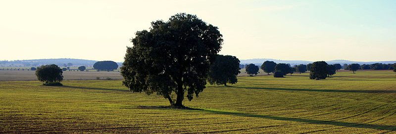 Lee más sobre el artículo Castilla La Mancha: El gran viñedo del mundo