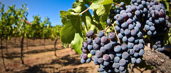 Lee más sobre el artículo California way of wine. Parte I