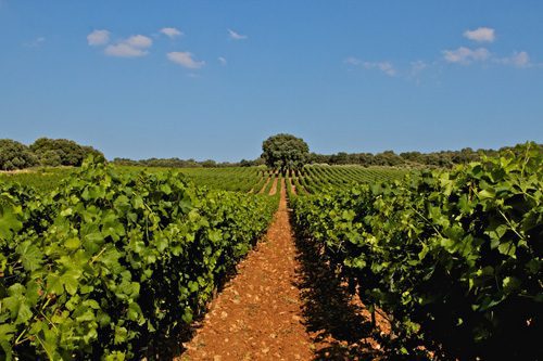 vinos_de_Ronda_1