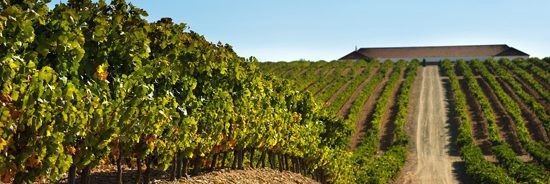 vinos_de_ronda_2