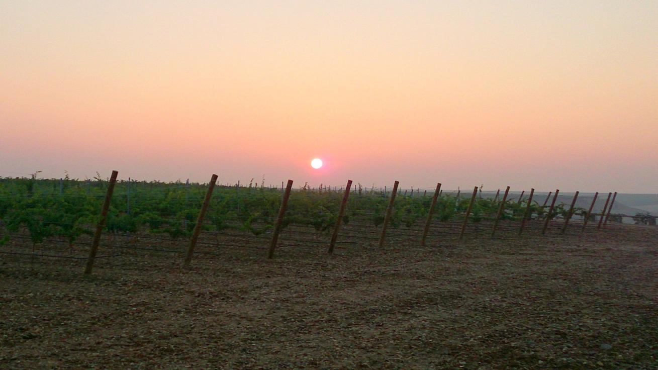 Read more about the article Finca Montepedroso 2014: with very high aims