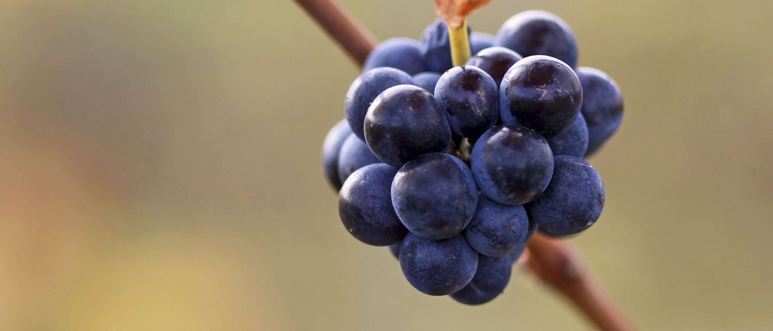 Read more about the article Familia Martínez Bujanda’s sustainable viticulture (II)