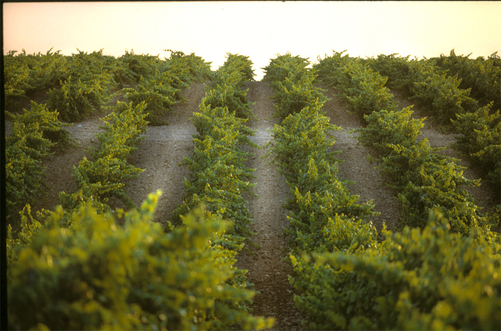 Read more about the article Terroir, terroir and climat: the practice of Familia Martínez Bujanda