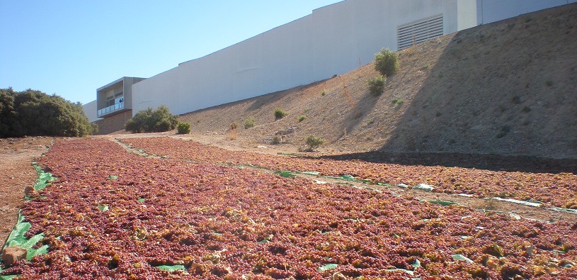 Read more about the article Finca Antigua Moscatel Naturally Sweet Muscatel
