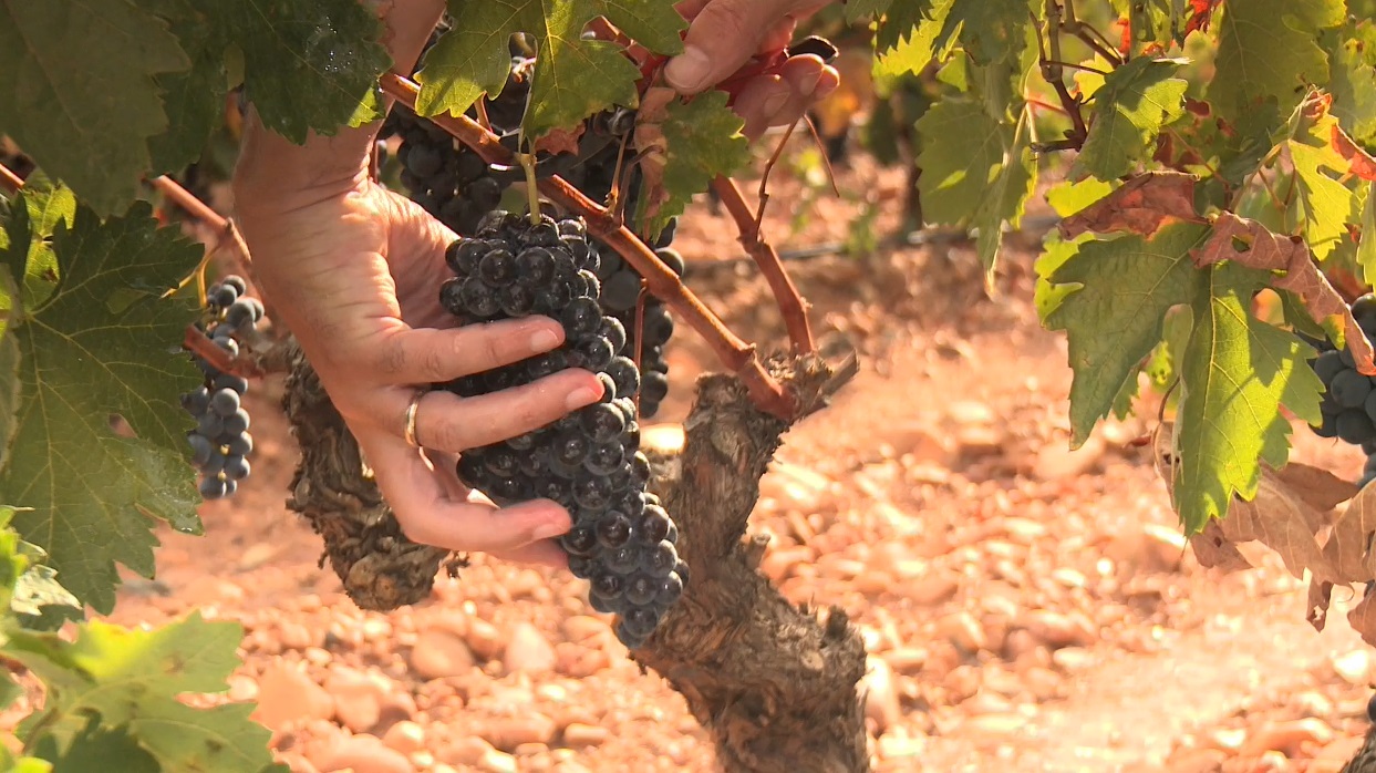 Lee más sobre el artículo Finca Valpiedra 2010: fruto de una añada excepcional