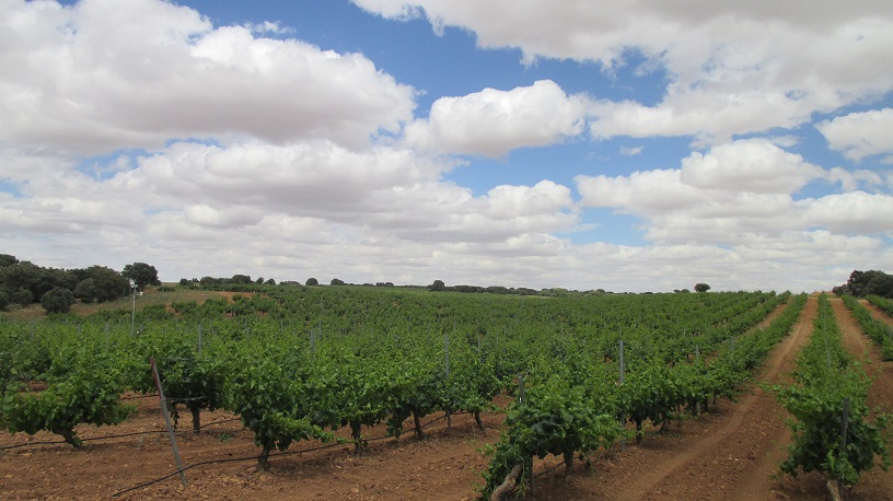 Read more about the article A critical moment: the risk of frost
