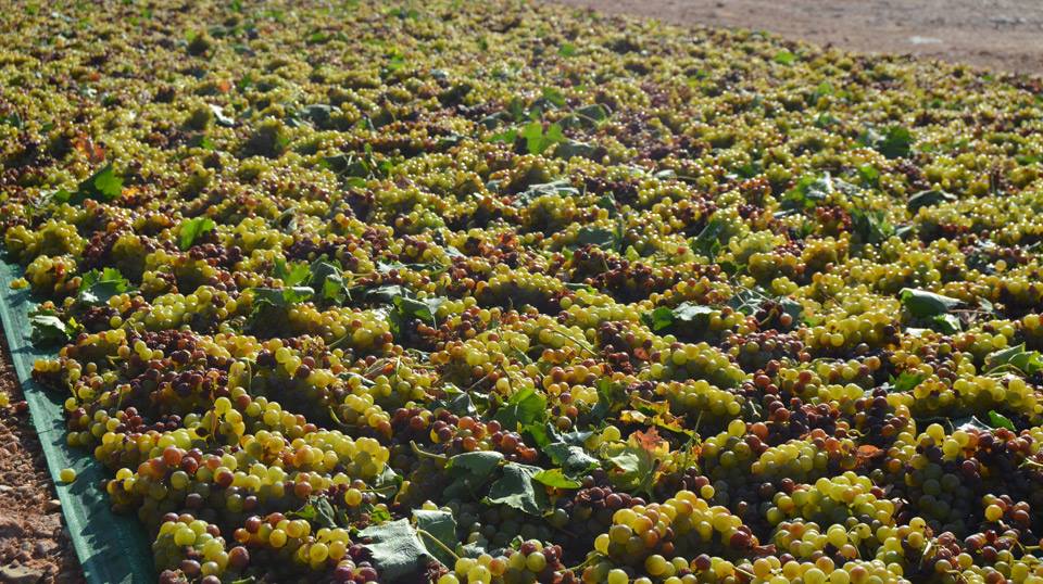Read more about the article Fewer, but great wines from Familia Martínez Bujanda in Rueda, Rioja and La Mancha