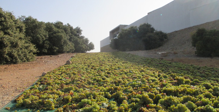 Read more about the article Finca Antigua: the 2018 vintage is going to be excellent