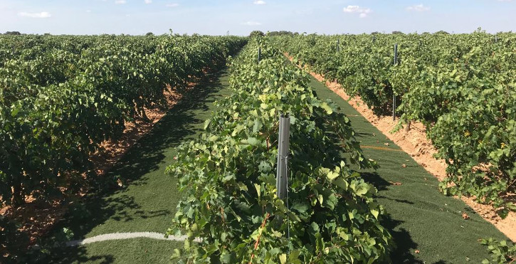 Lee más sobre el artículo Finca Antigua innova empleando césped artificial como herramienta de viticultura sostenible