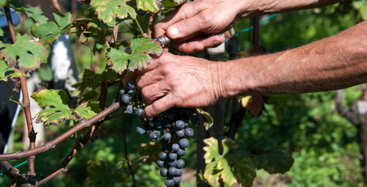 Lee más sobre el artículo Muy buenos resultados en las vendimias de las fincas de Familia Martinez Bujanda