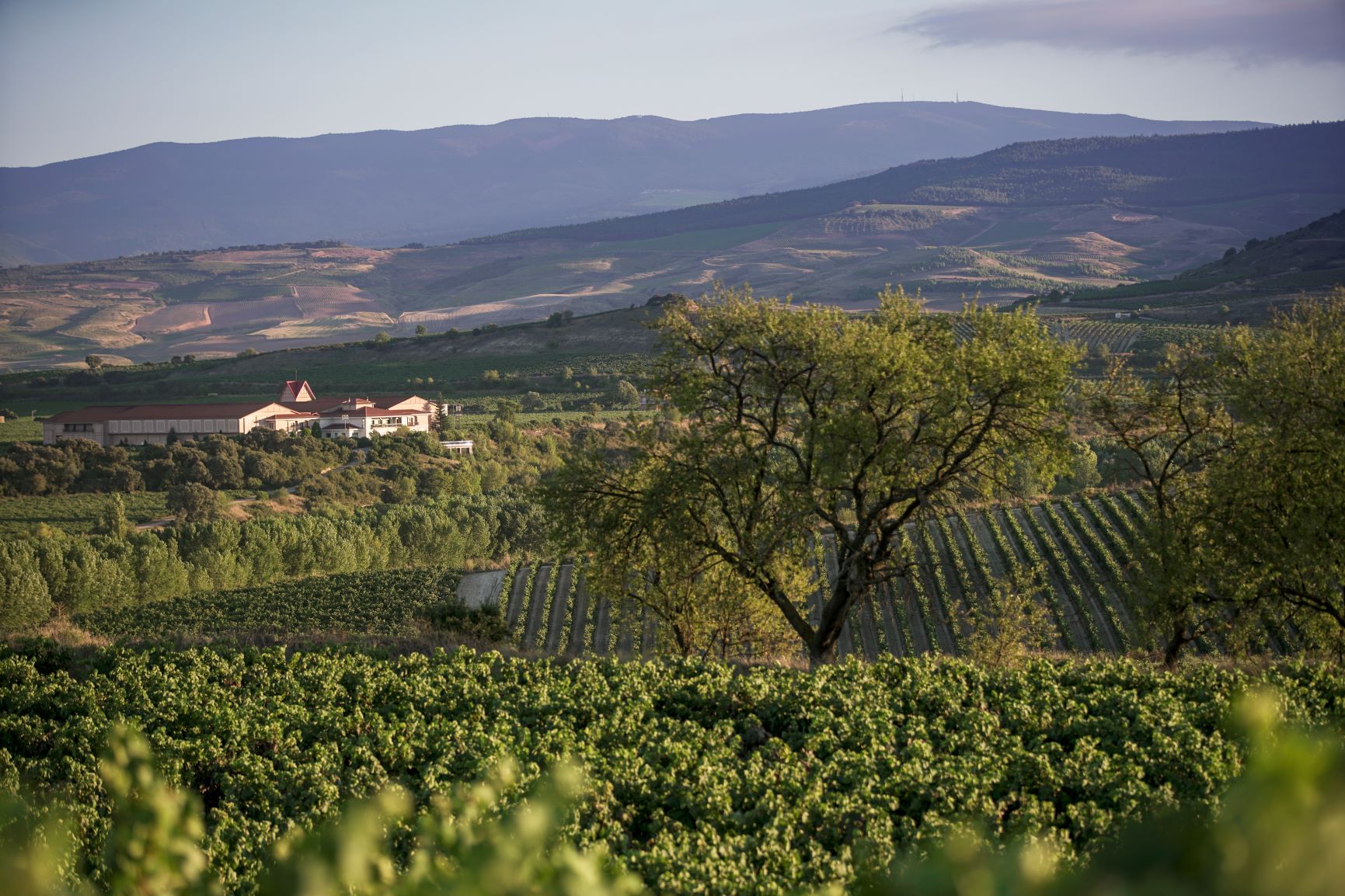 Read more about the article THE TERROIR HAS ITS RHYTHMS, AND WE ARE CONFIDENT THAT THIS WILL BE A GOOD VINTAGE.