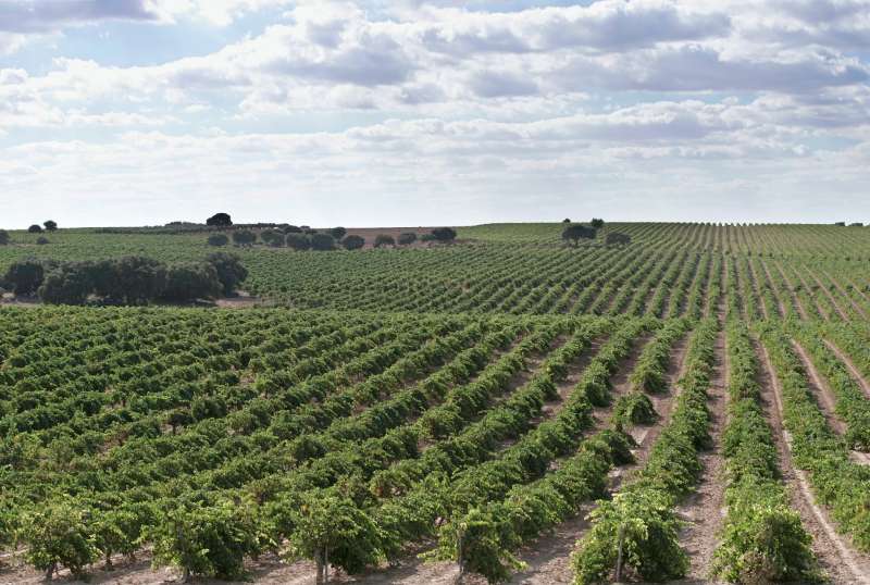Tipos de uvas