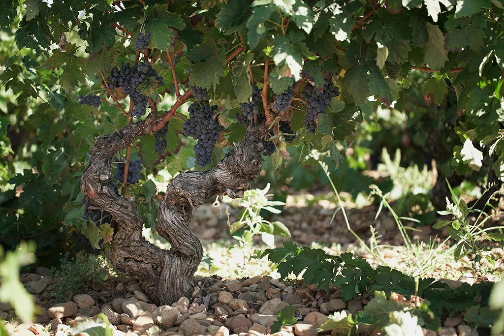 Viñedo