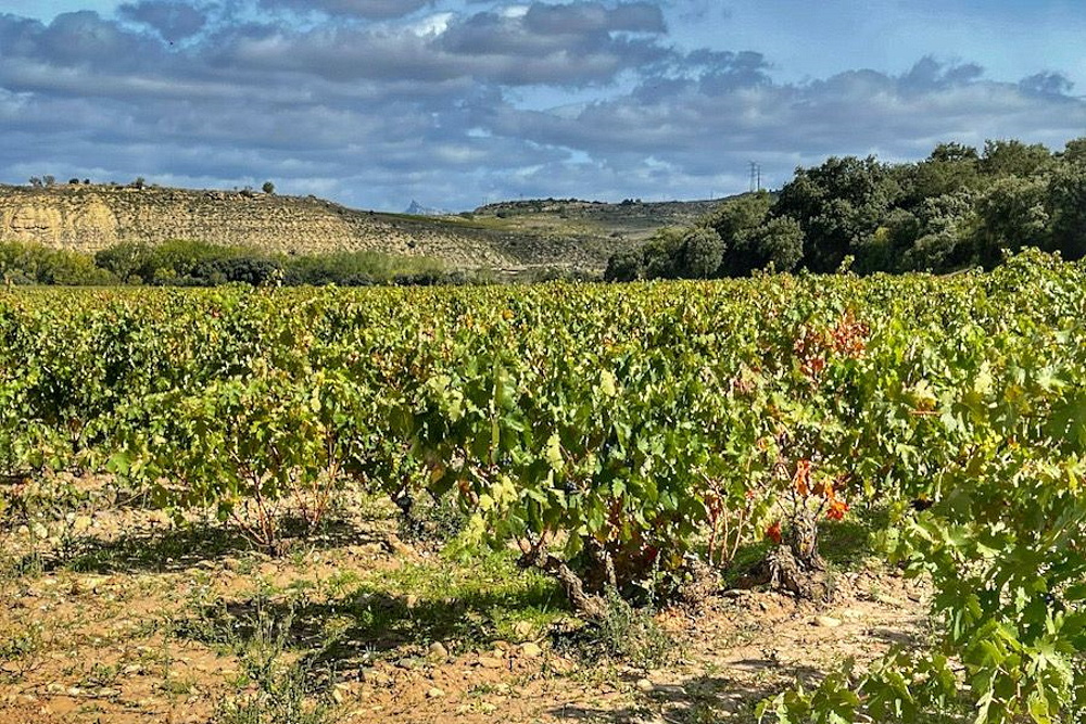 Valpiedra viñas