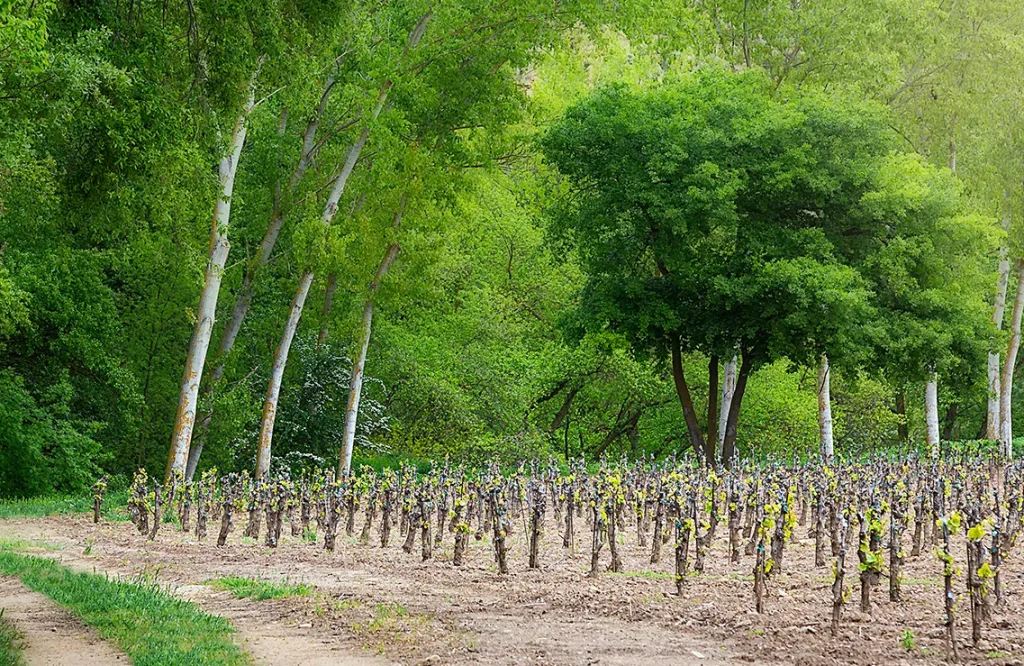 Finca Valpiedra
