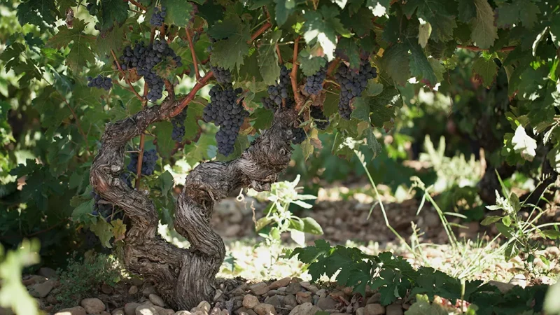 Finca Valpiedra