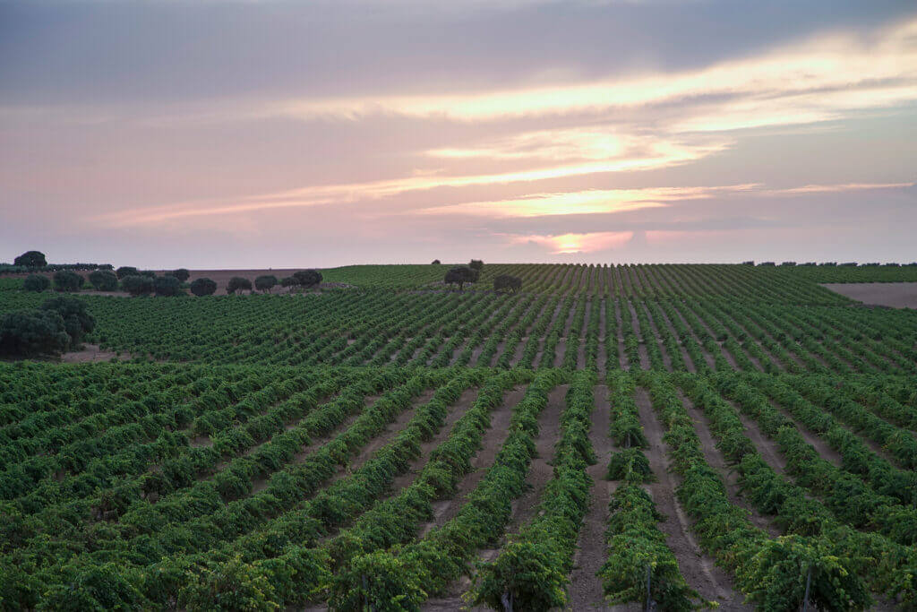 Vine vegetative cycle