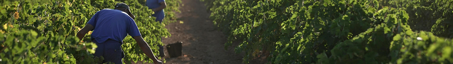 Finca Antigua