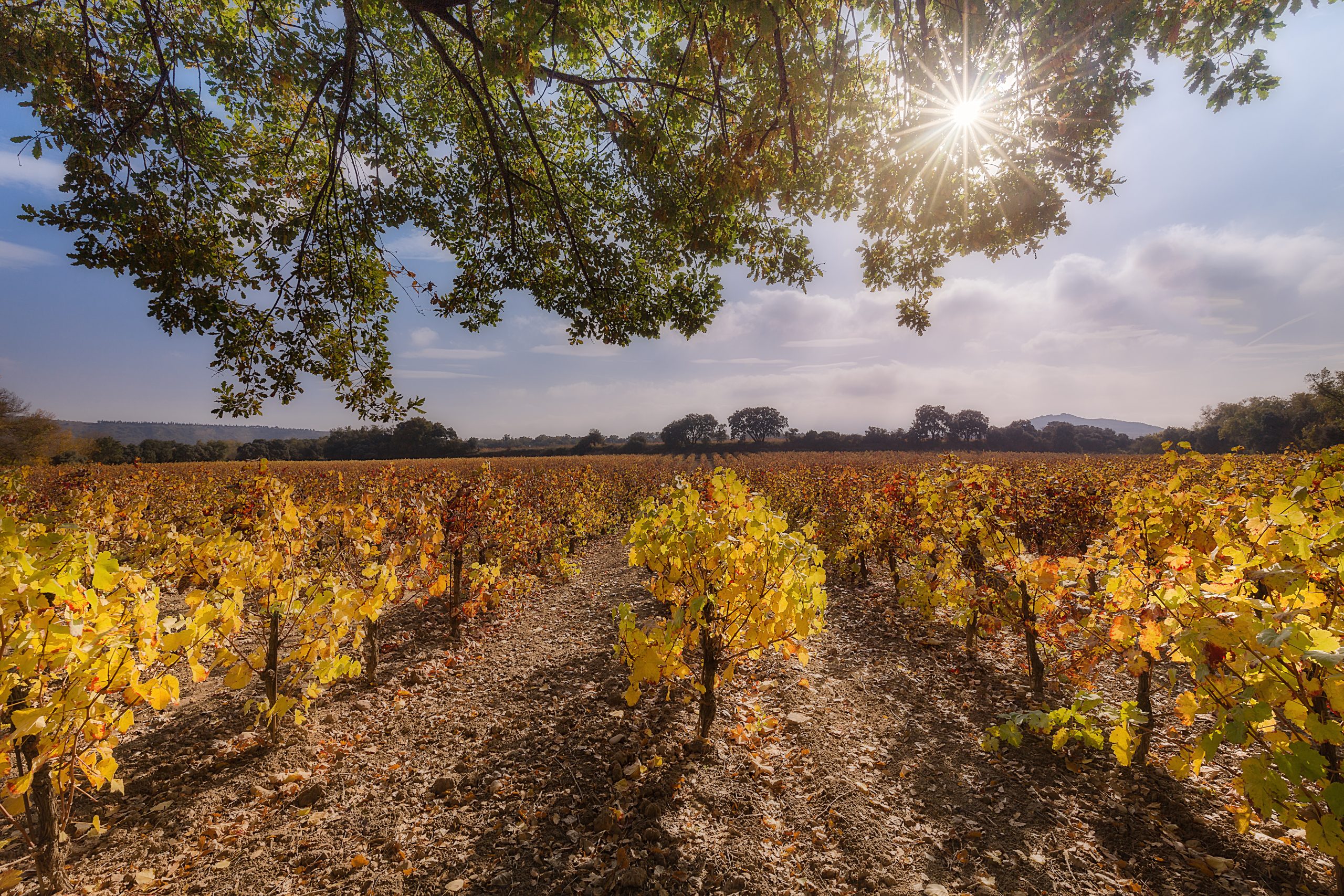 Flavors of the Ebro: Tasting and picnic by de Riverside (80 €/person) - Image 15