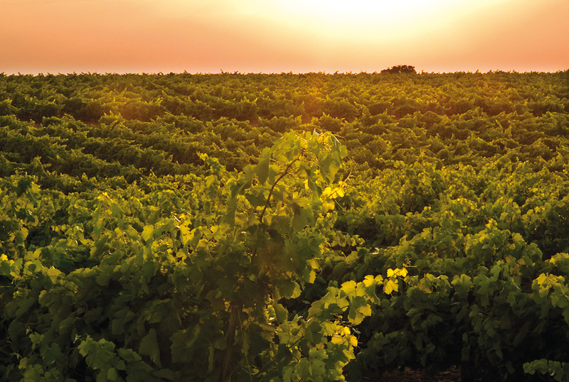 Read more about the article The phenological stages of the vine, the complete development of the vineyard cycle.