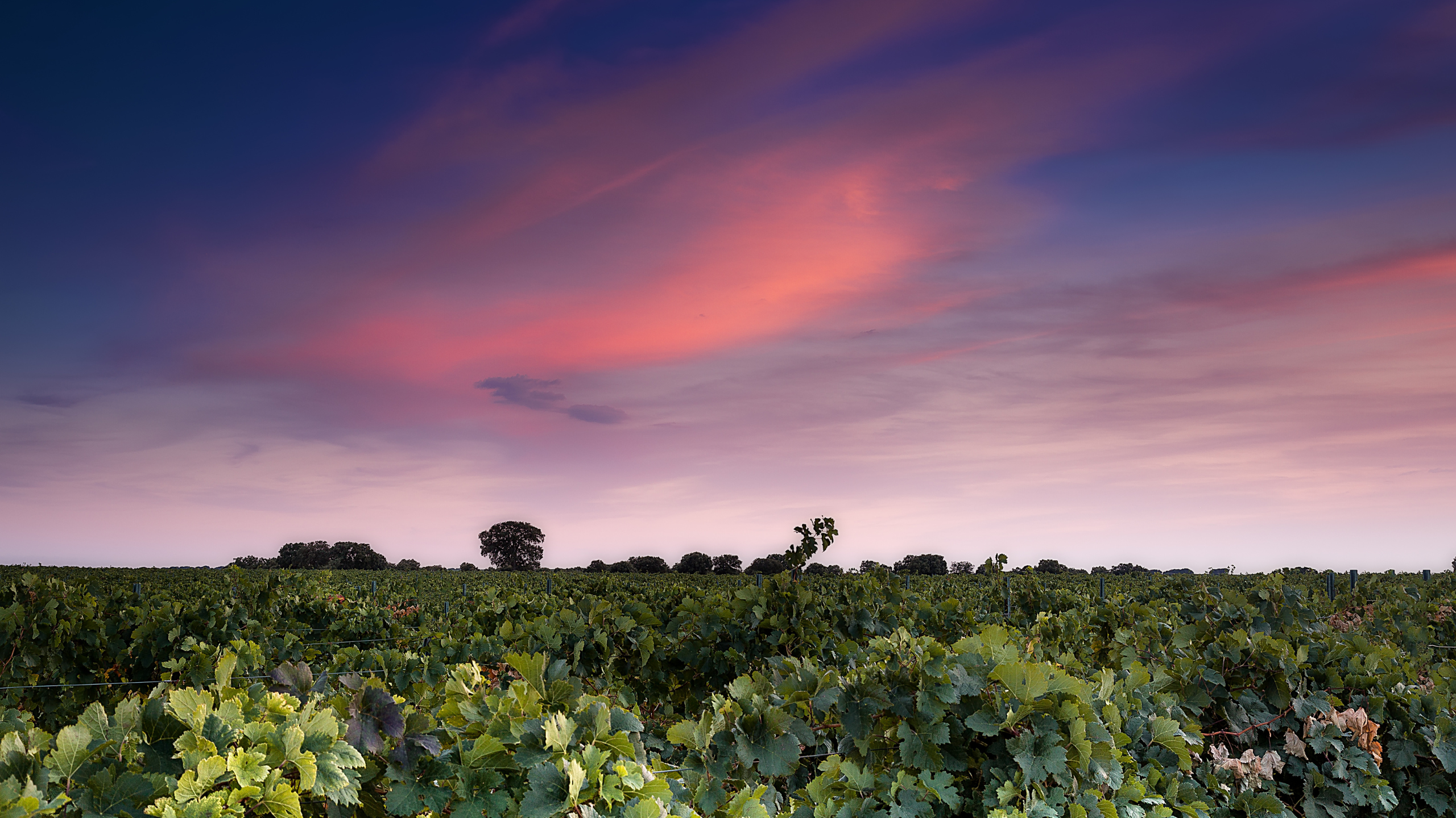 Lee más sobre el artículo Descubre los vinos tintos perfectos para disfrutar este verano con Familia Martínez Bujanda