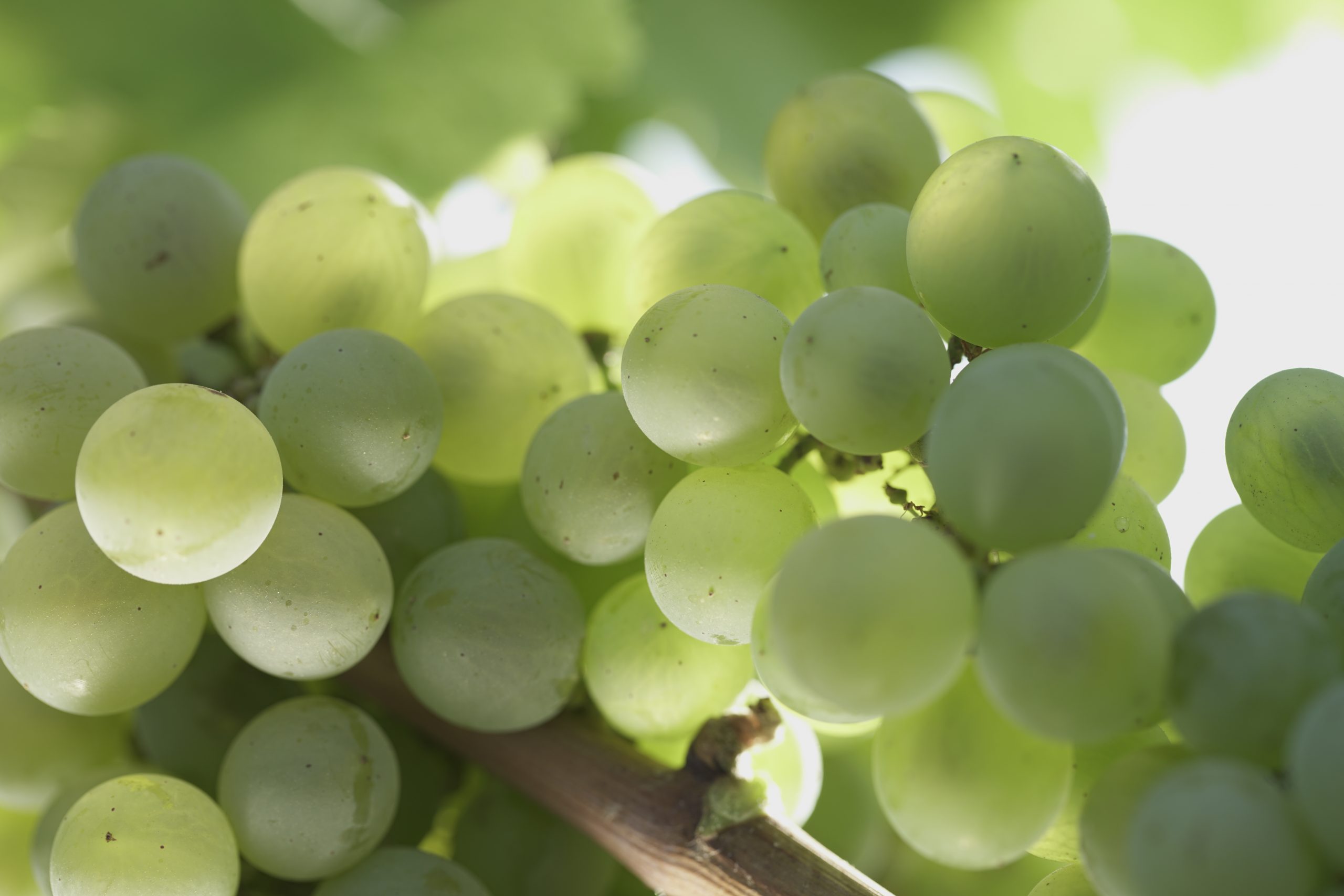 Lee más sobre el artículo Curiosidades de la uva verdejo, la reina de la Denominación de Origen Rueda