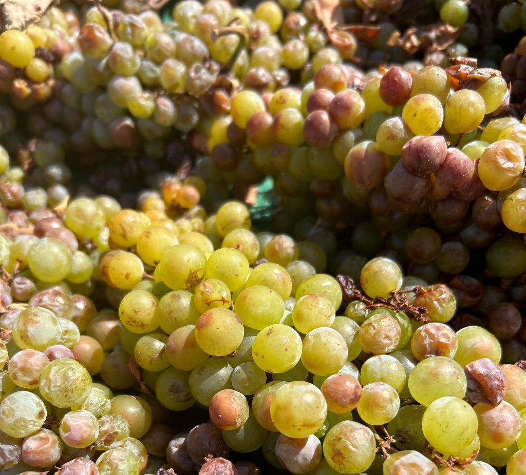 Uva moscatel Finca Antigua