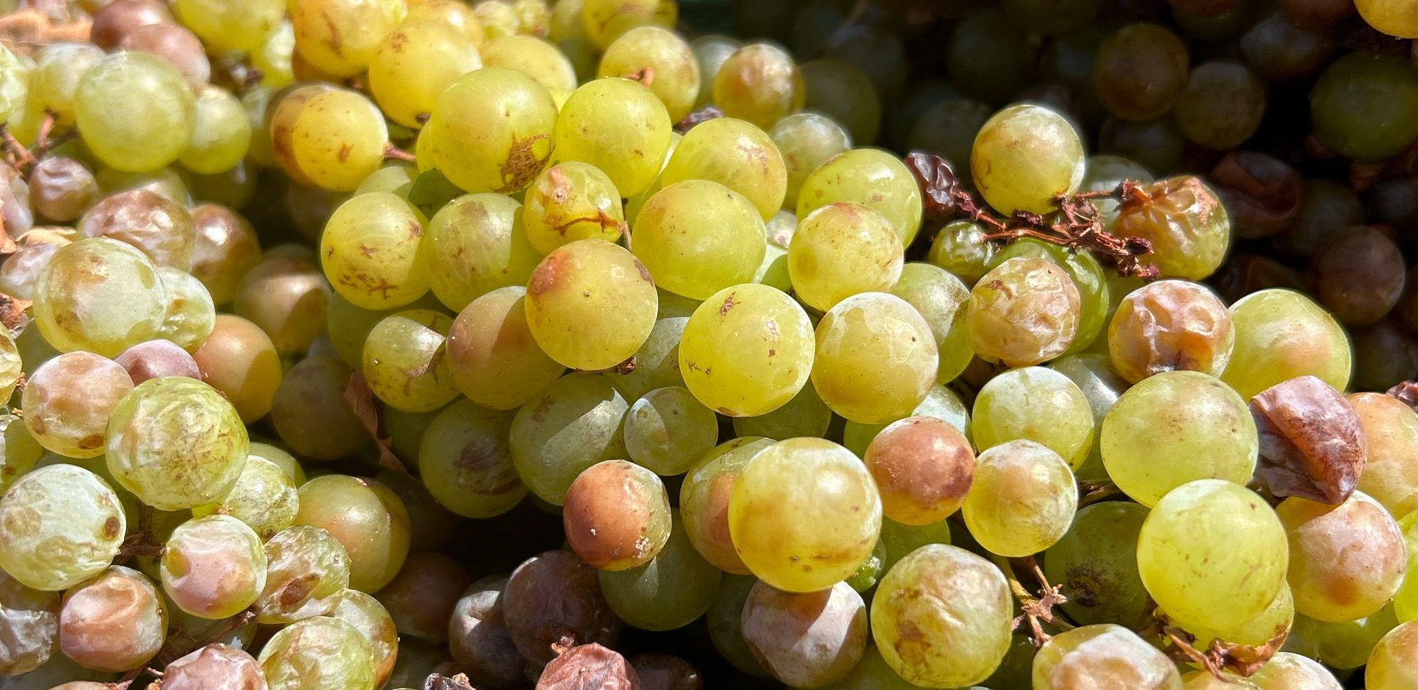 Lee más sobre el artículo La importancia de los taninos en el vino: estructura, sabor y longevidad