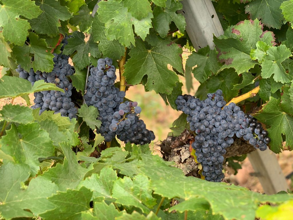 Tempranillo