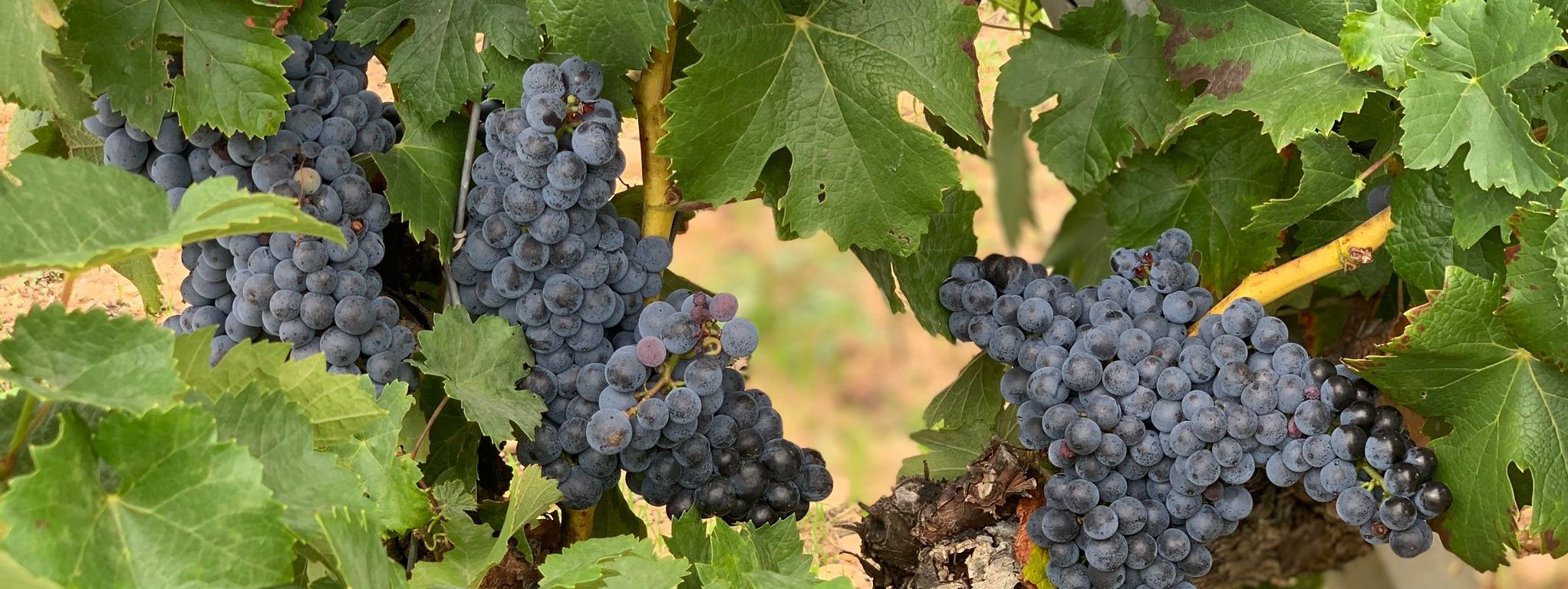 Lee más sobre el artículo Curiosidades de la uva tempranillo, una variedad emblemática