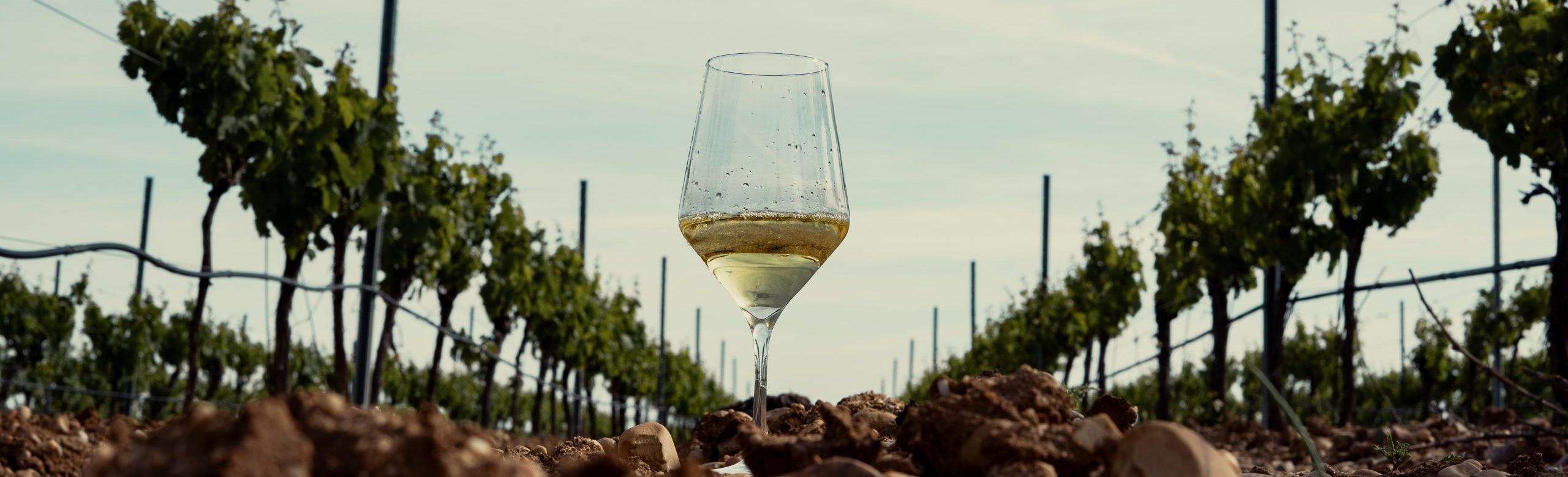 Lee más sobre el artículo Mitos y verdades sobre el vino