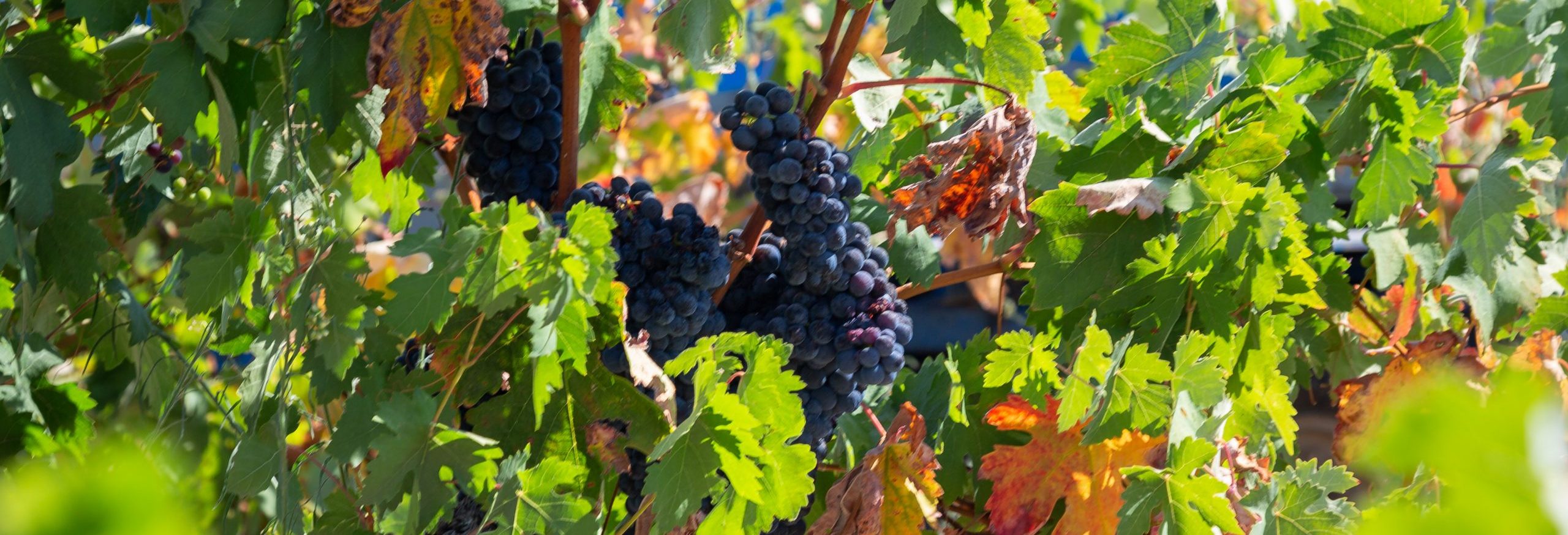 Lee más sobre el artículo Garnacha, el tesoro mediterráneo que conquista al mundo