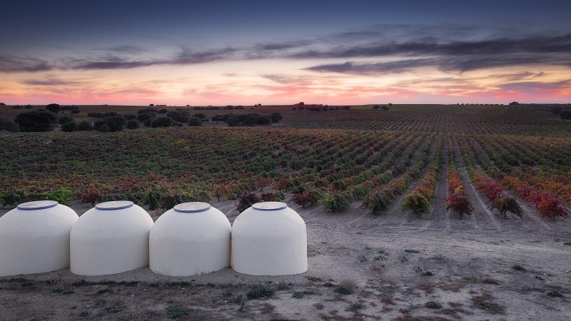 VIÑEDOS 2