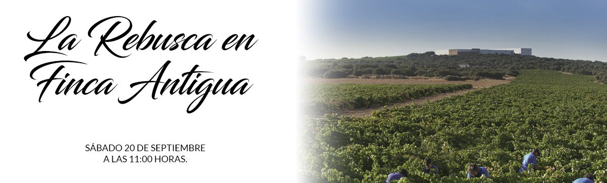 Lee más sobre el artículo La rebusca, del origen agrícola a la experiencia enoturística en Finca Antigua