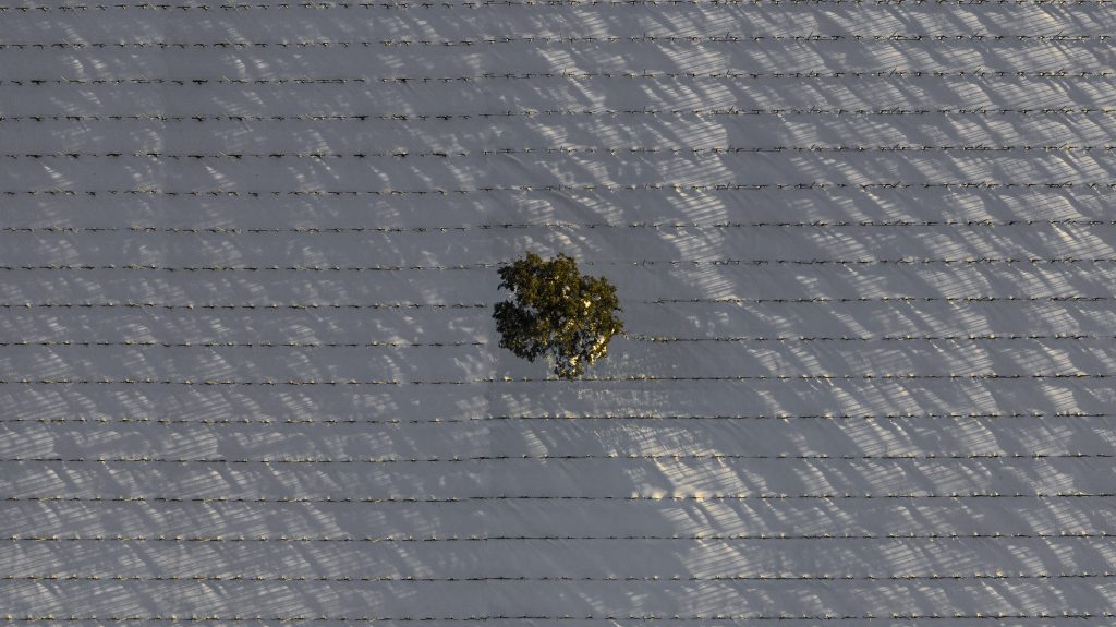 Vinedo nevado