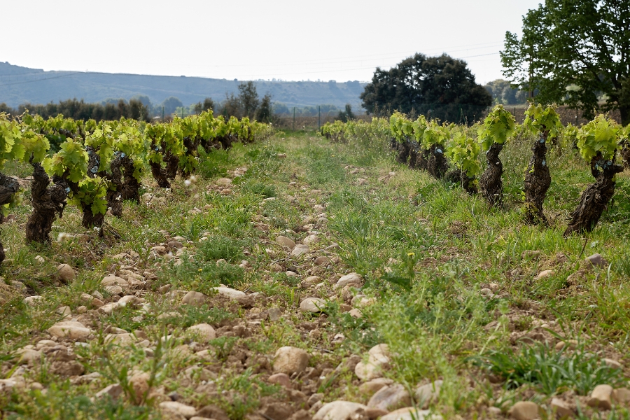 Viñedo primavera FV
